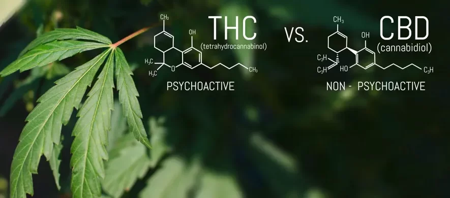 THC vs CBD Cannabinoids